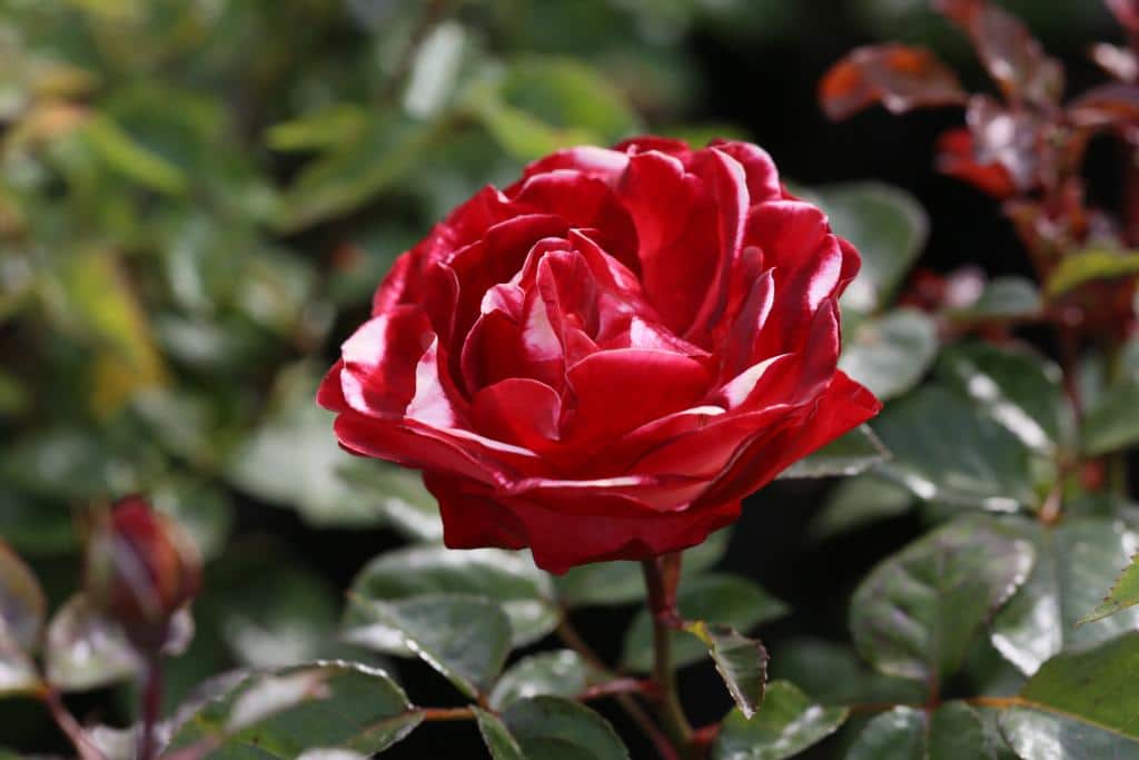 Rosa (Tehybrid) 'Nostalgie'