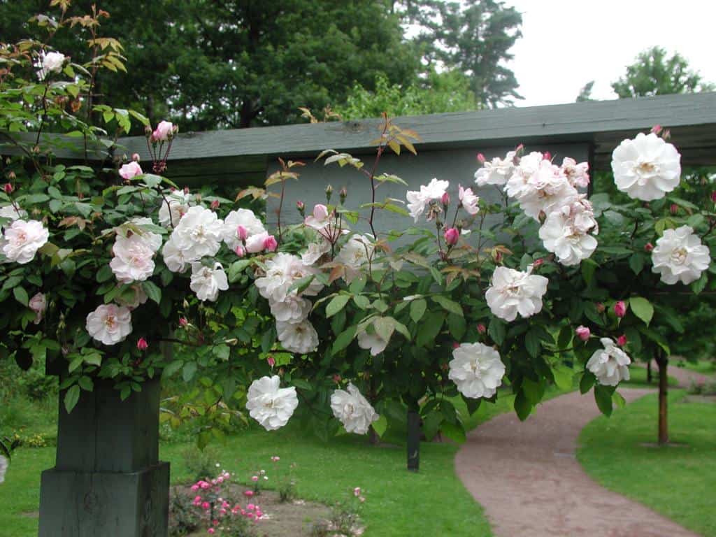 Rosa (Arvensis) 'Venusta Pendula'