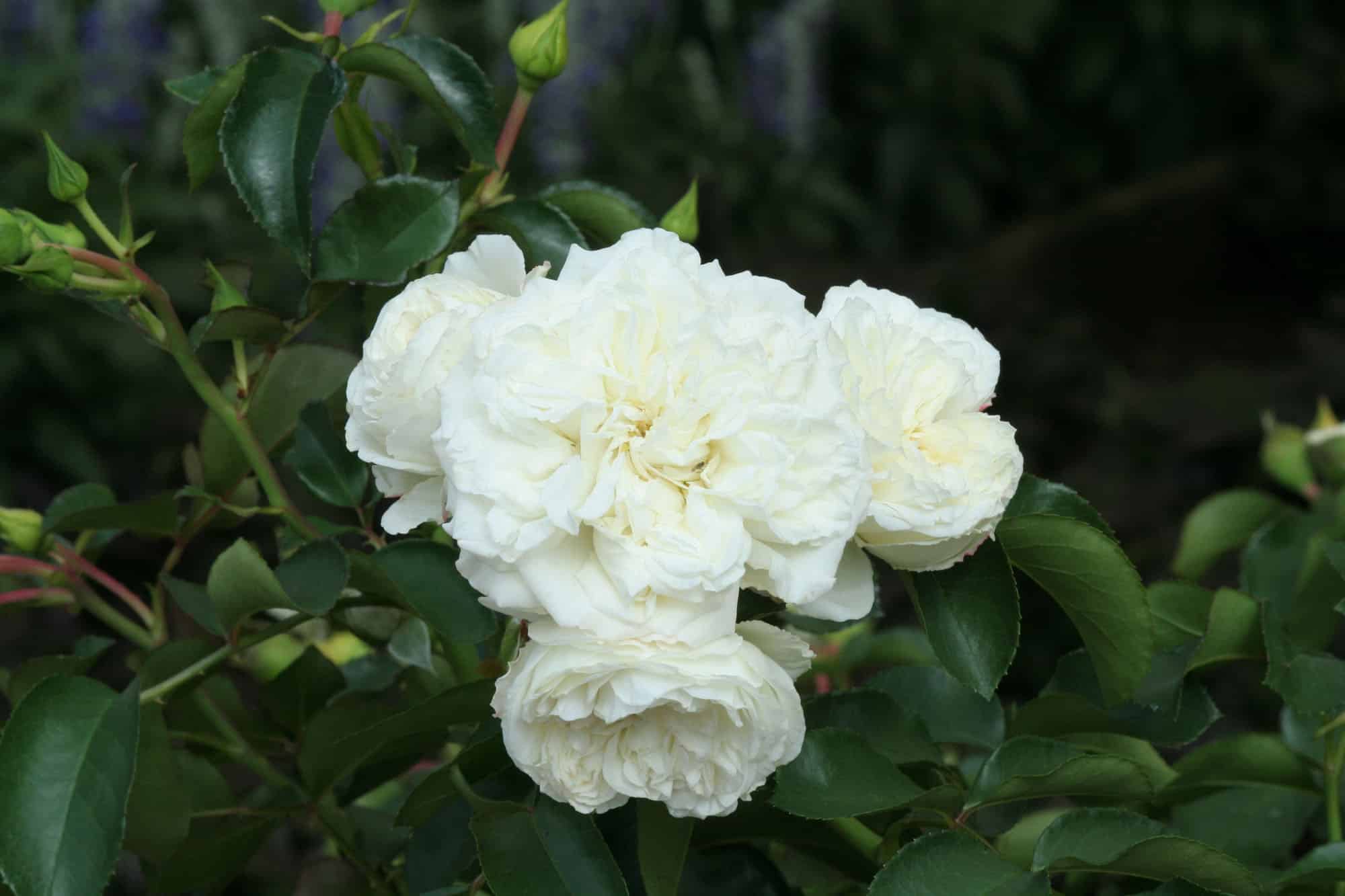 Rosa (Moderna Buskros) WHITE MEIDILAND