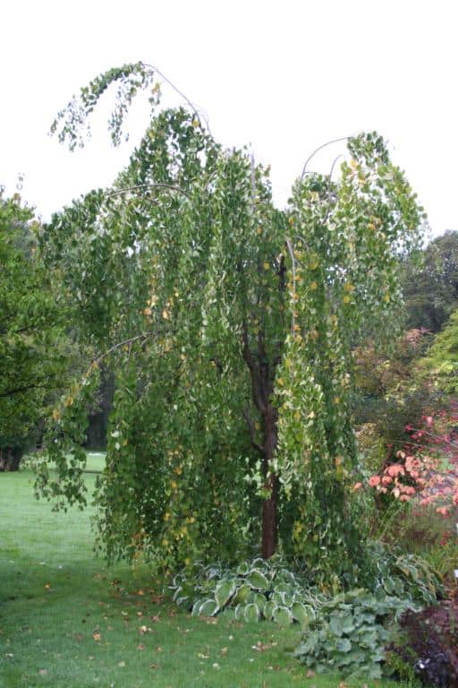 Cercidiphyllum japonicum f. pendulum
