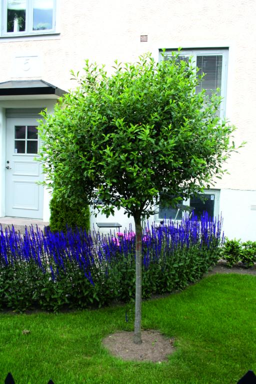 Prunus eminens 'Umbraculifera'