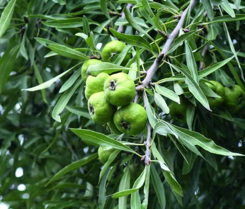 Pyrus salicifolia 'Pendula'