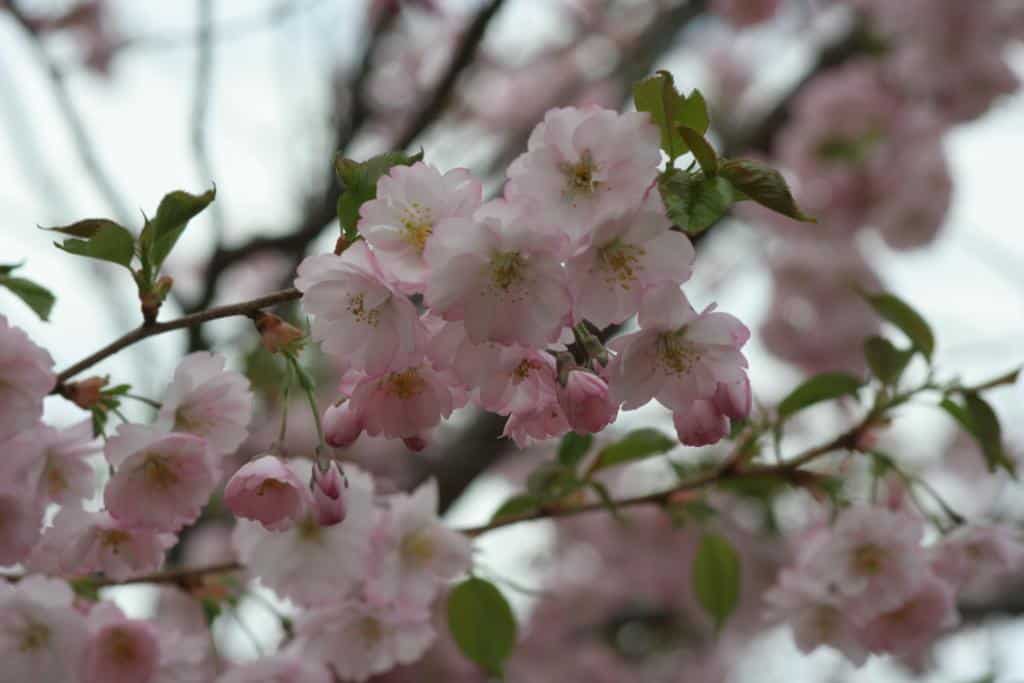 Prunus 'Accolade'