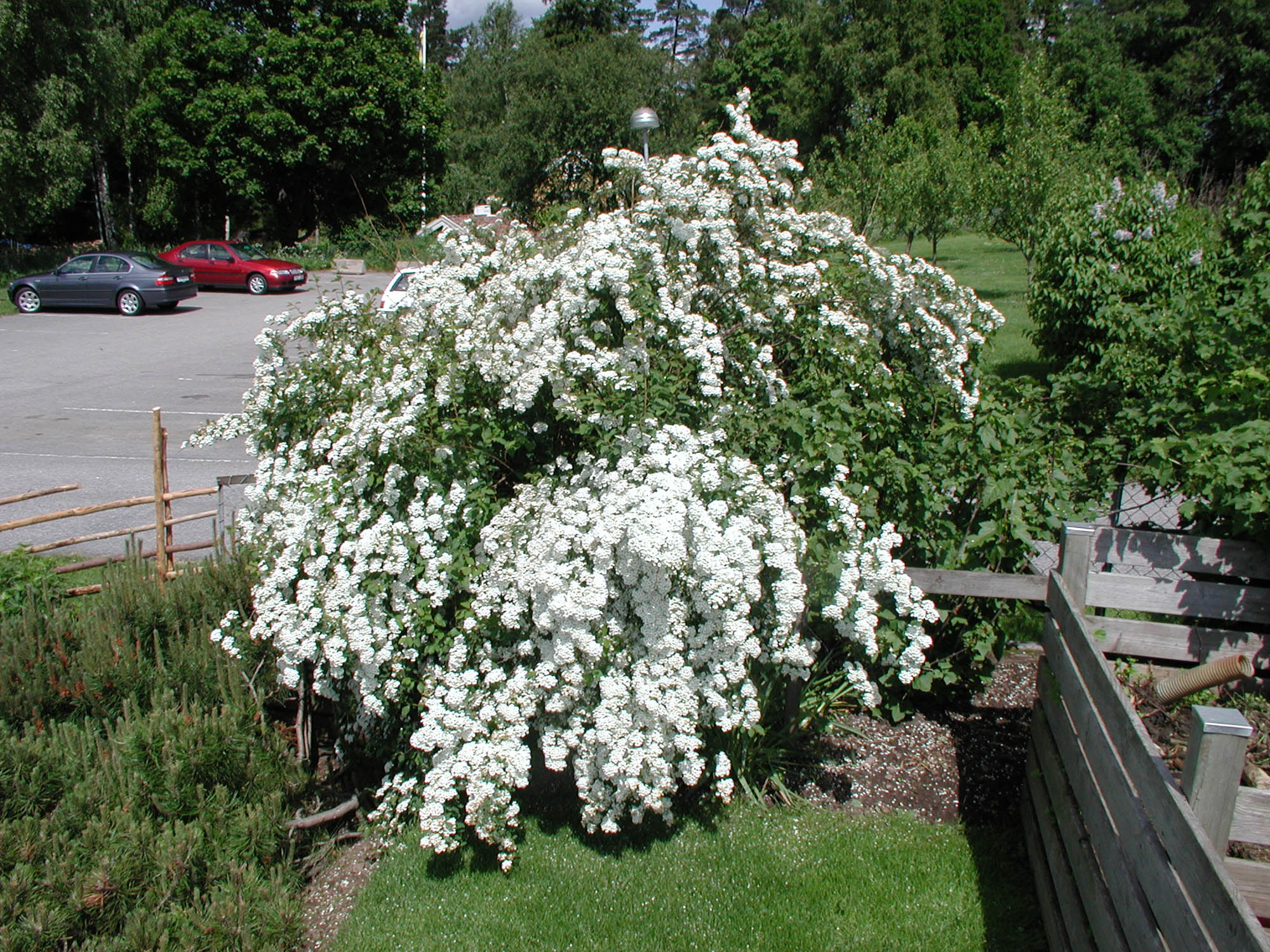 Spiraea x vanhouttei