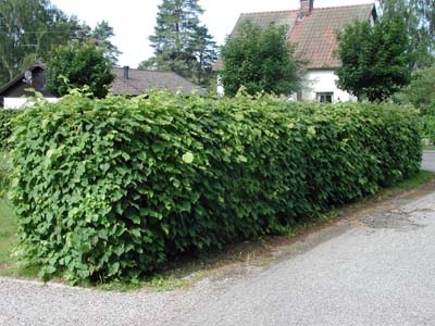 Tilia cordata