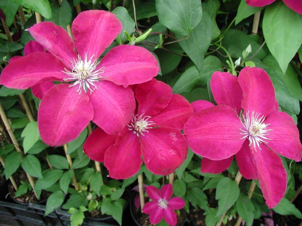Clematis (SSB) 'Rouge Cardinal'