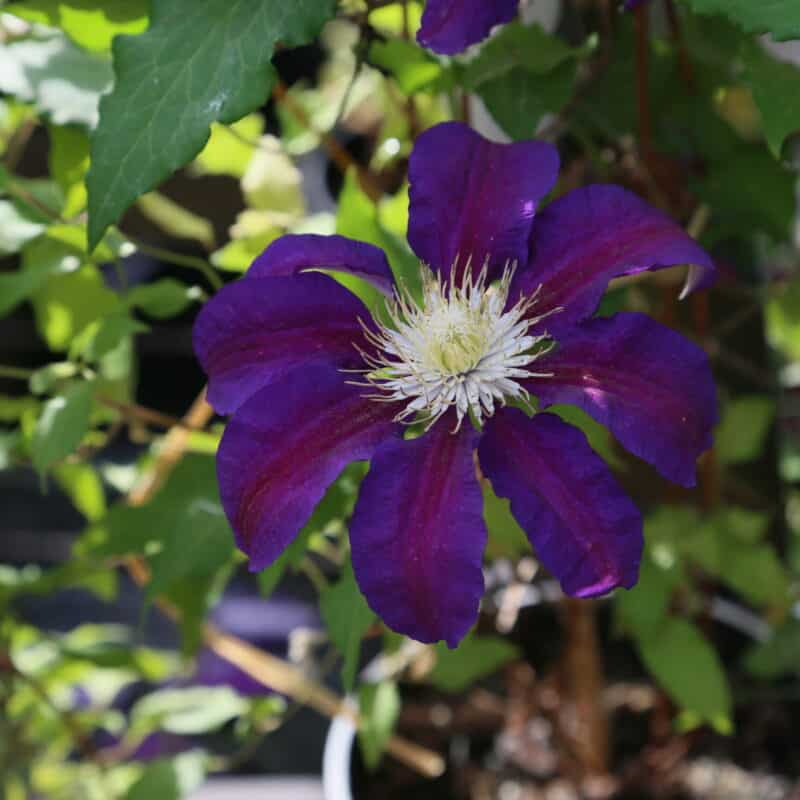 Clematis (TSB) 'The Vagabond'