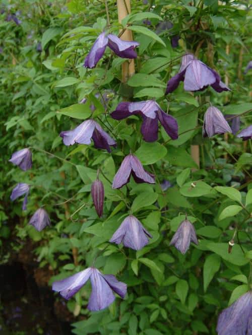 Clematis viticella