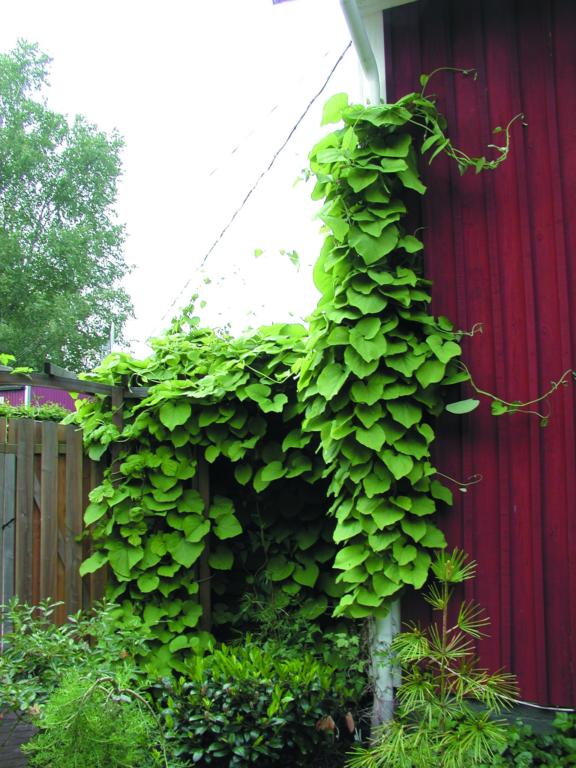 Aristolochia manshuriensis, E