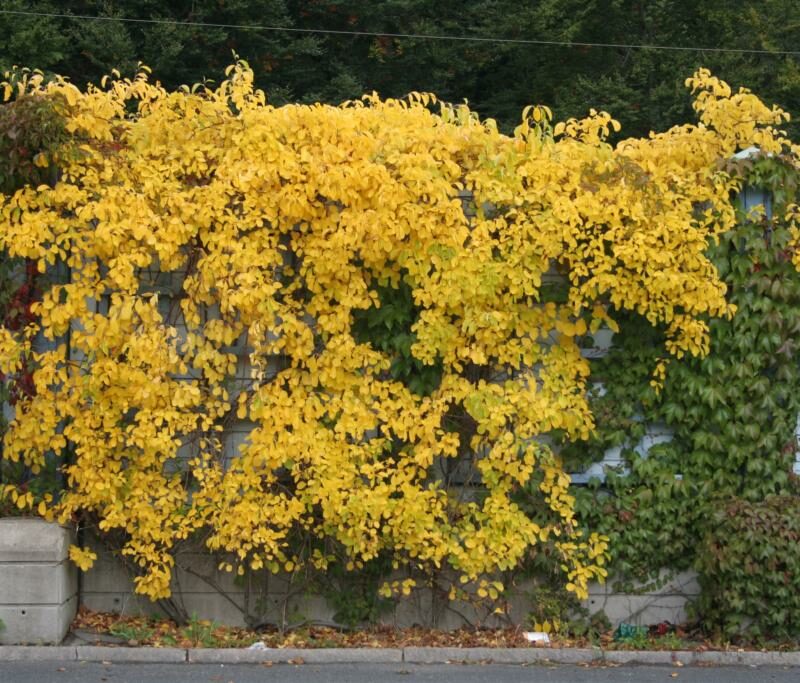 Celastrus orbiculatus 'Diana'