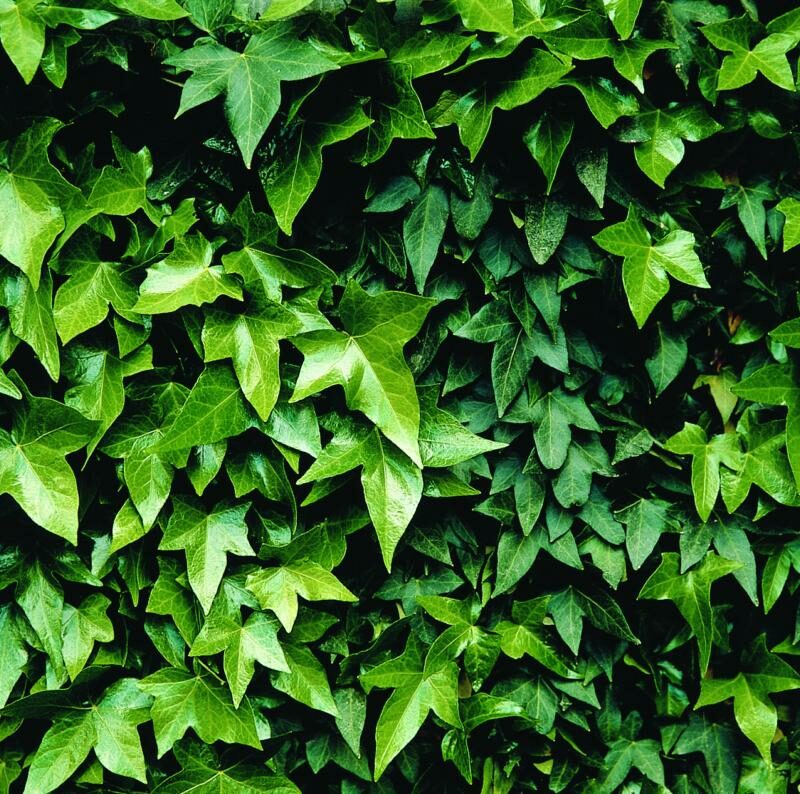 Hedera helix 'Woerneri'