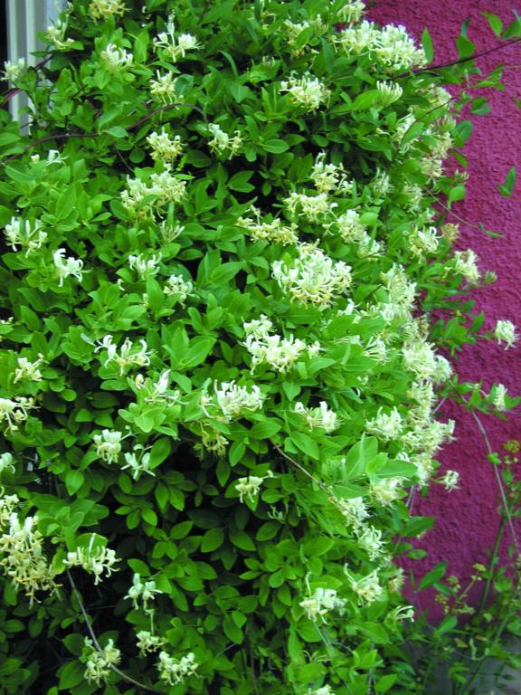 Lonicera caprifolium 'Inga'