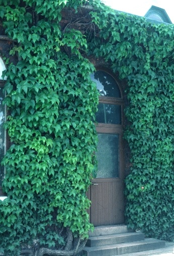Parthenocissus quinquefolia var. engelmannii