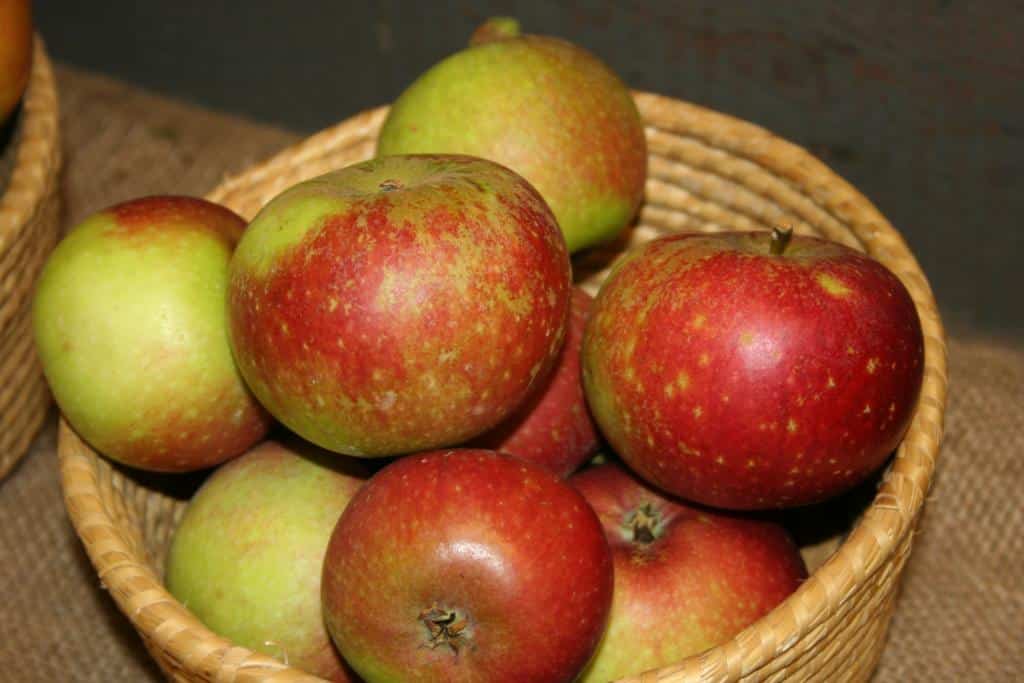 Malus domestica 'Ingrid Marie'