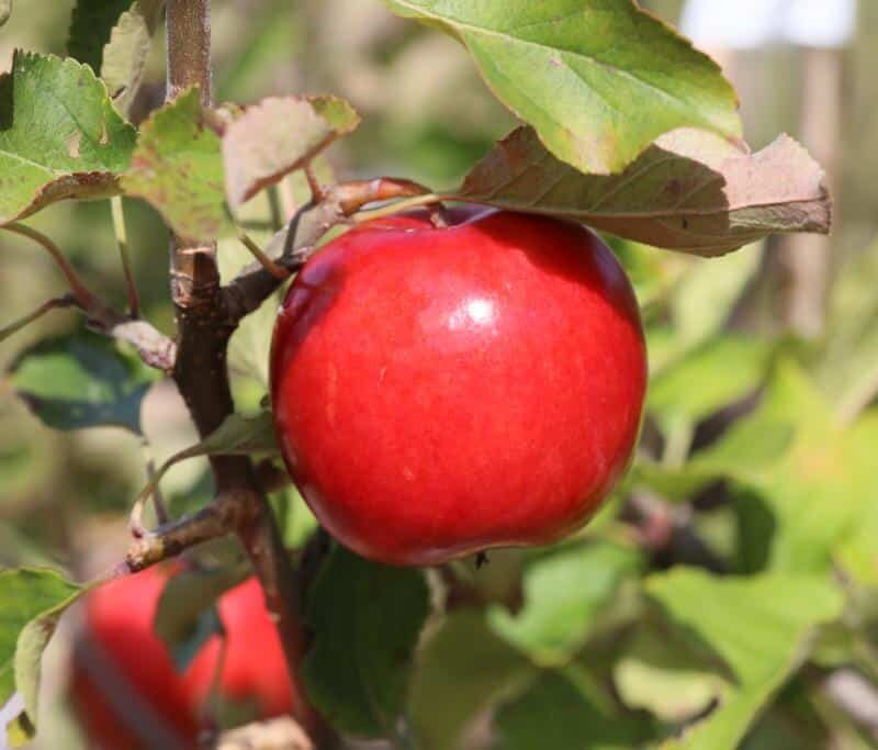 Malus domestica 'Katja'