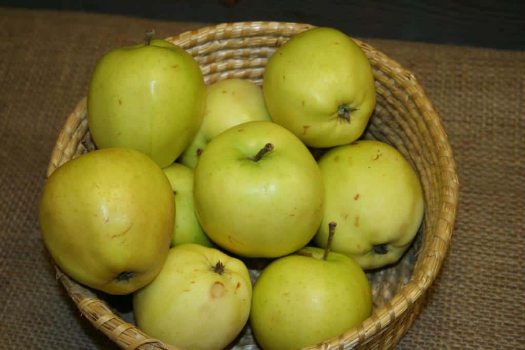 Malus domestica 'Transparente Blanche'