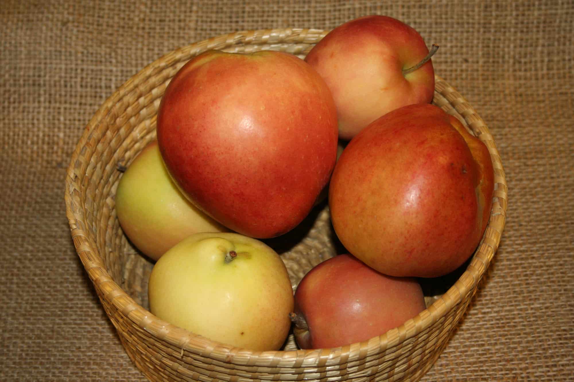 Malus domestica 'Åkerö'