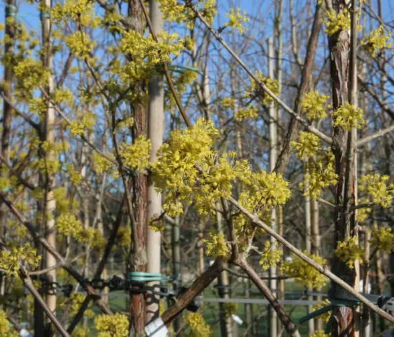 Cornus mas 'Jolico'