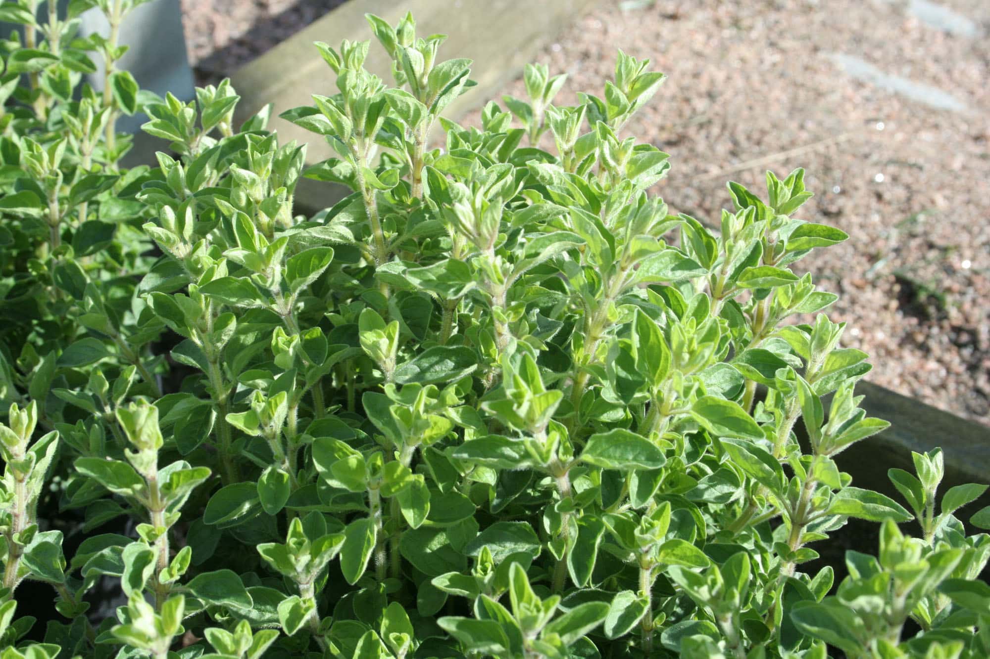 Origanum vulgare