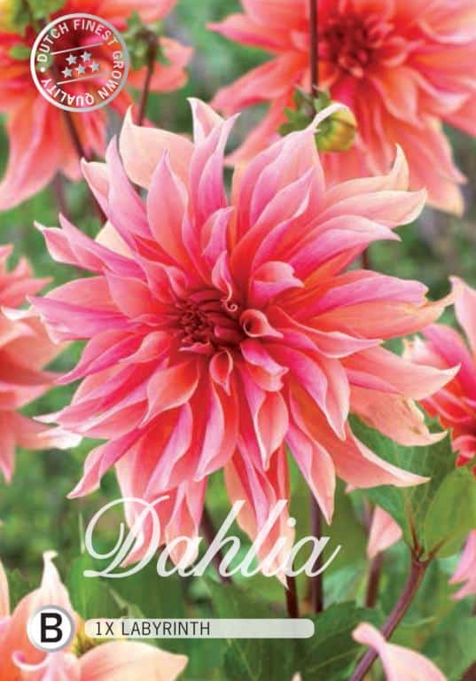 Dahlia Cactus 'Labyrinth' 1st