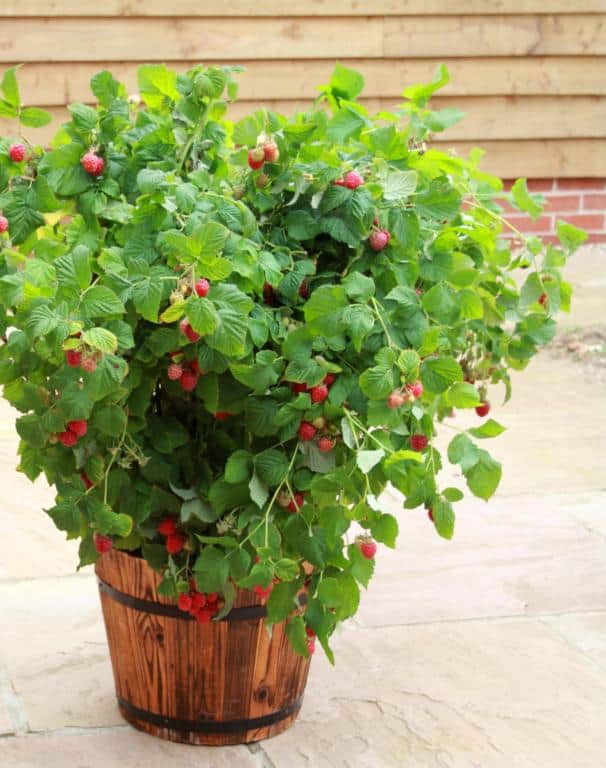 Rubus 'Ruby Beauty'