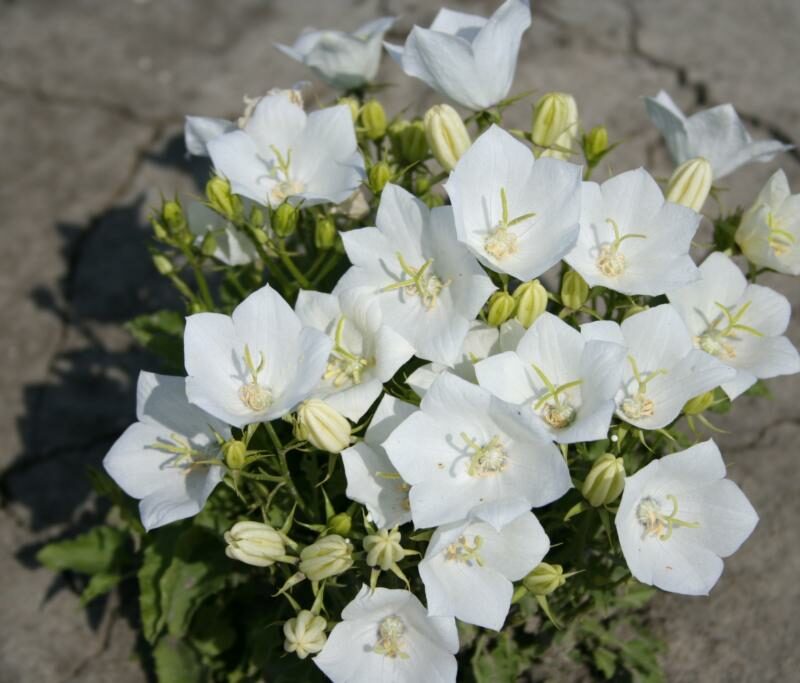 Campanula carpatica 'Weisse Clips'