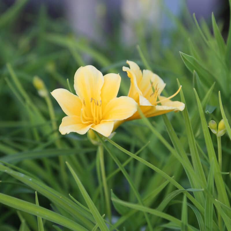 Hemerocallis 'Stella de Oro'