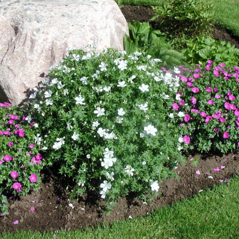Geranium sanguineum album