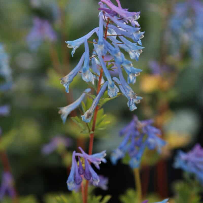 Corydalis 'Craigton Blue'