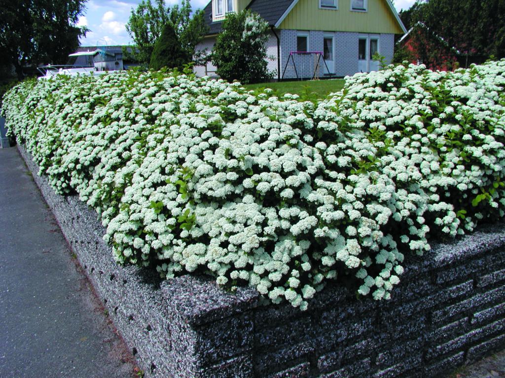 Spiraea betulifolia 'Tor'