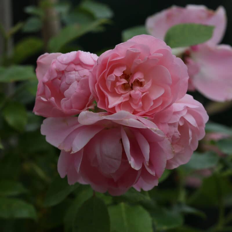 Rosa (Floribunda) 'Bonica 82'