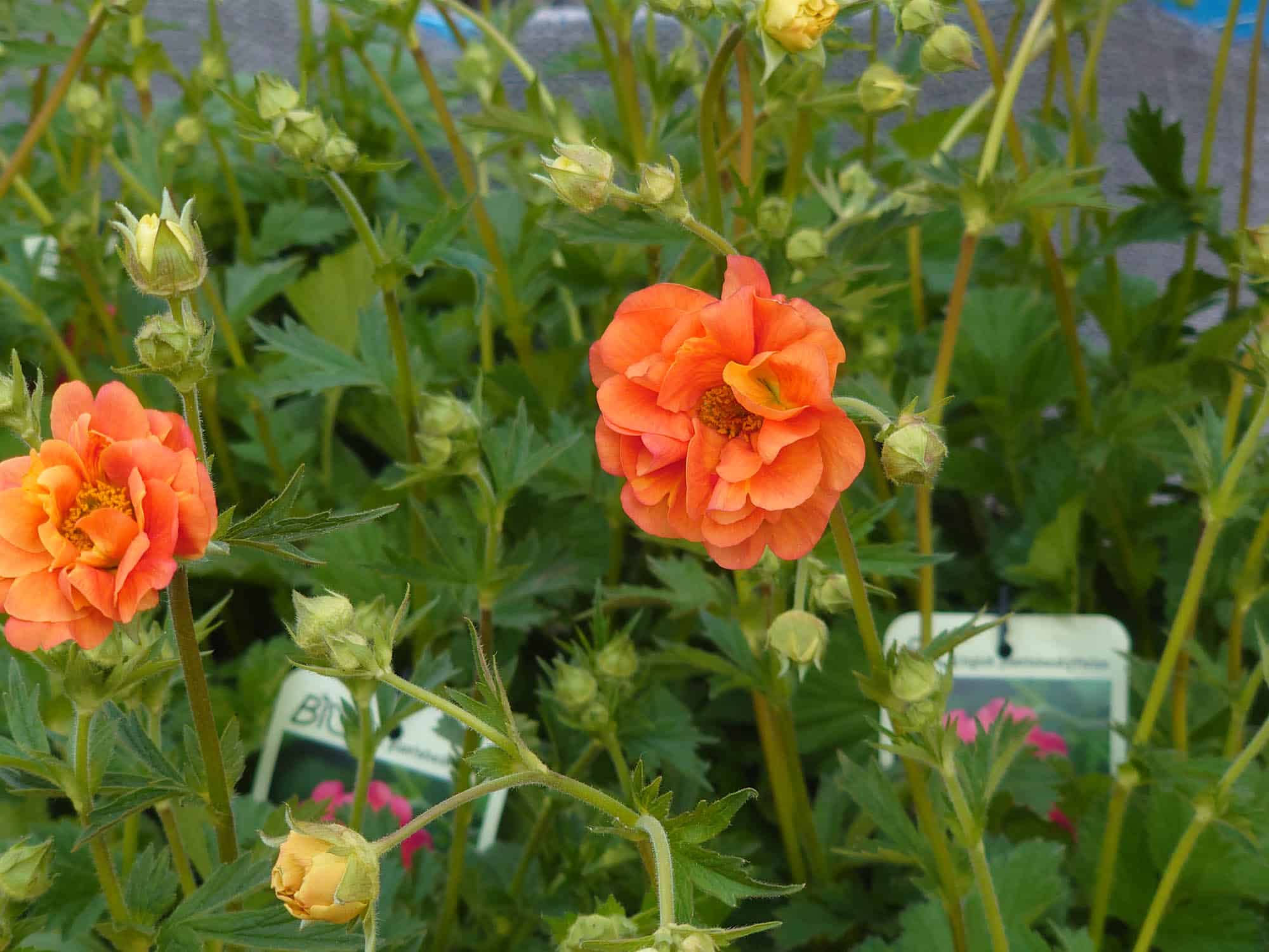 Geum 'Coral Tempest'