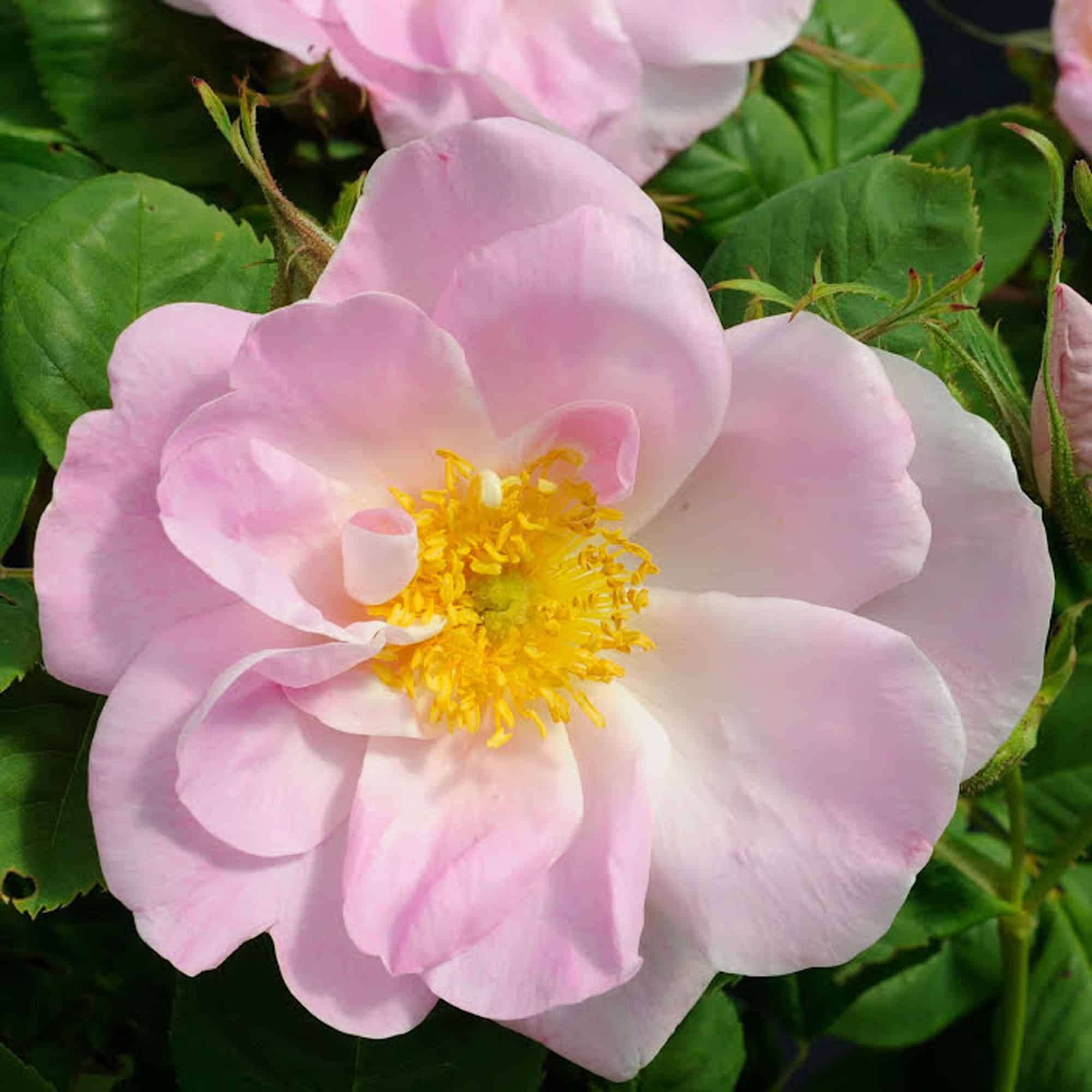 Rosa (Damascena) 'Svea'