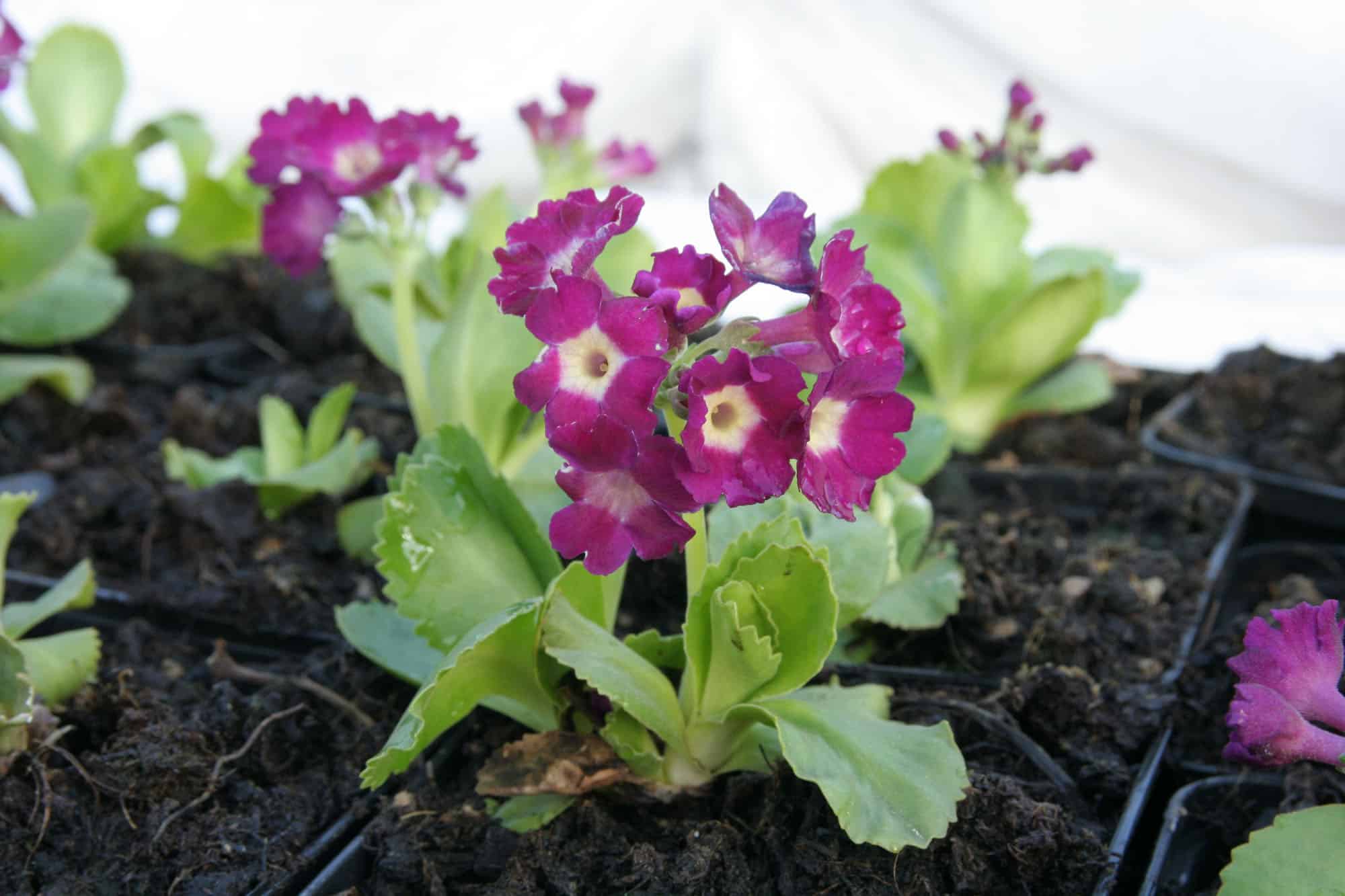 Primula x pubescens 'Dingle'