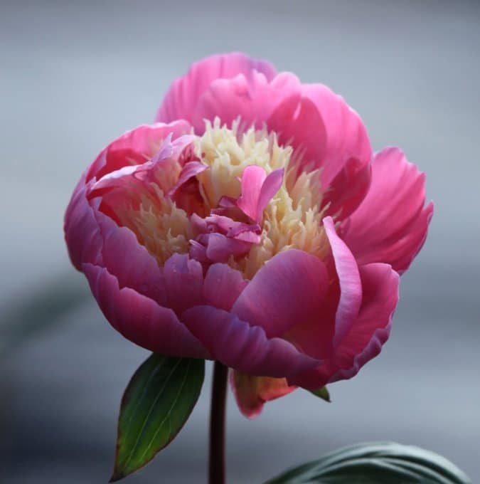 Paeonia lactiflora 'Bowl of Beauty'