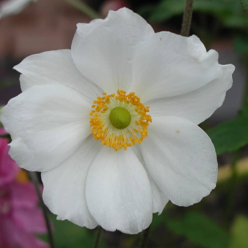 Anemone x hybrida 'Honorine Jobert'