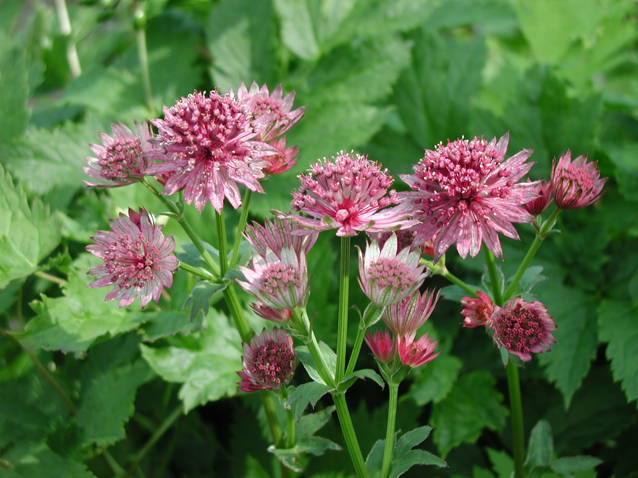 Astrantia major ’Roma’