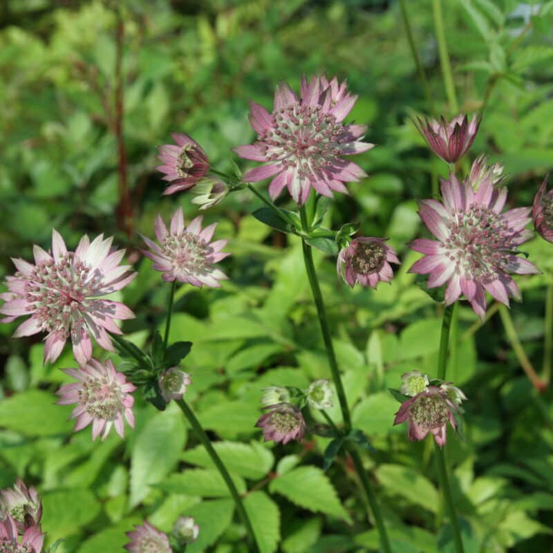 Astrantia major 'Star of Beauty'1