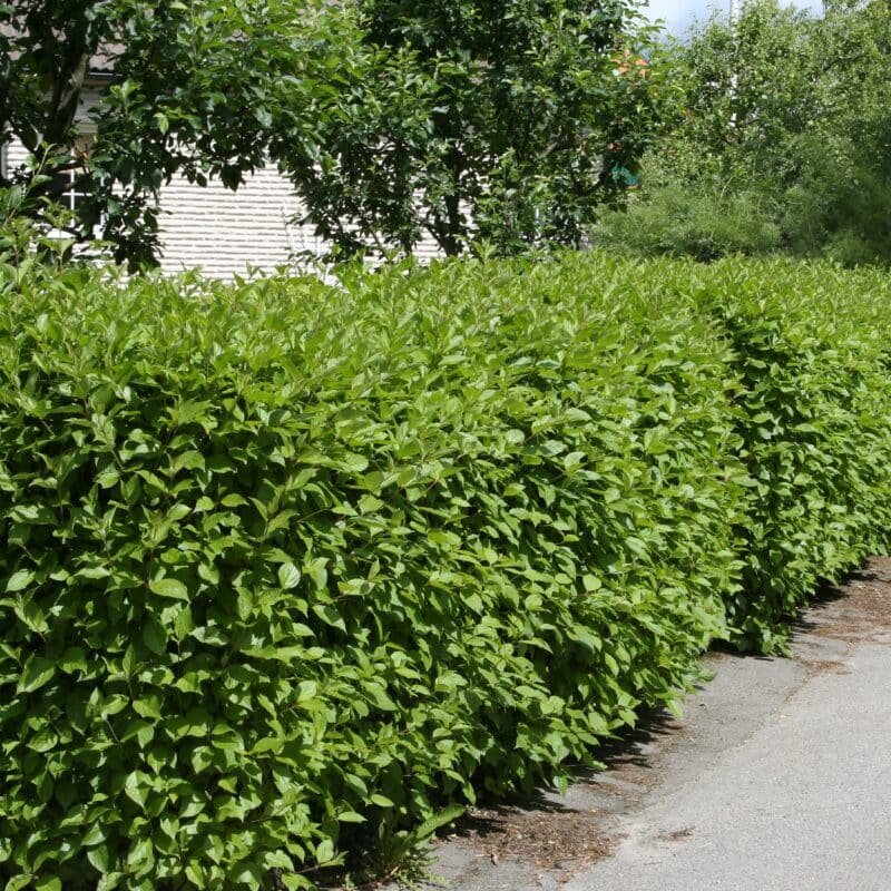 Cornus alba 'Sibirica'