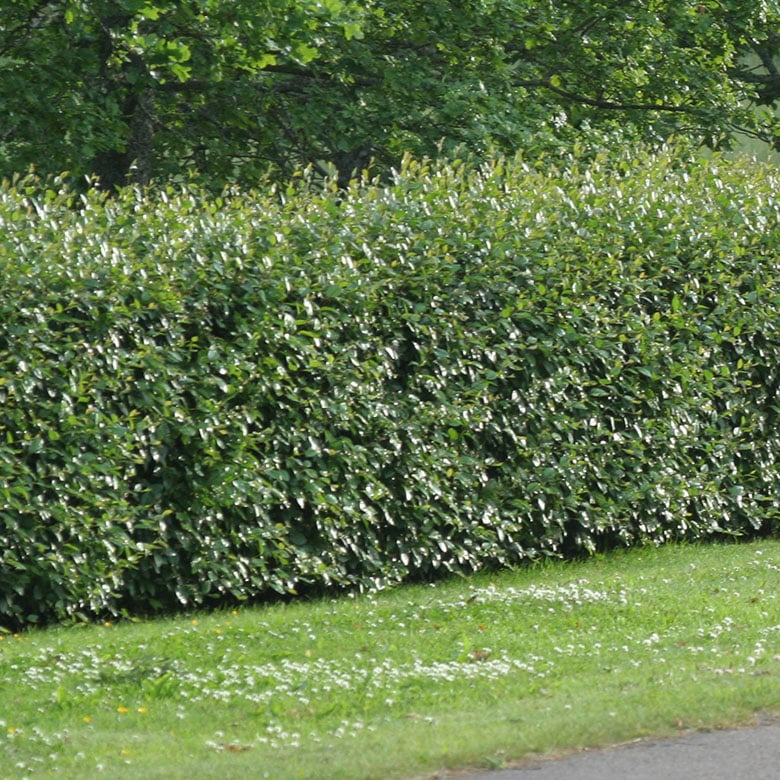 Cotoneaster lucidus Krukodlad
