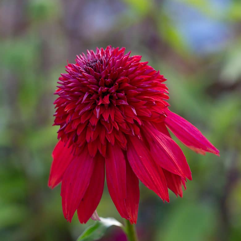 Echinacea 'Eccentric'