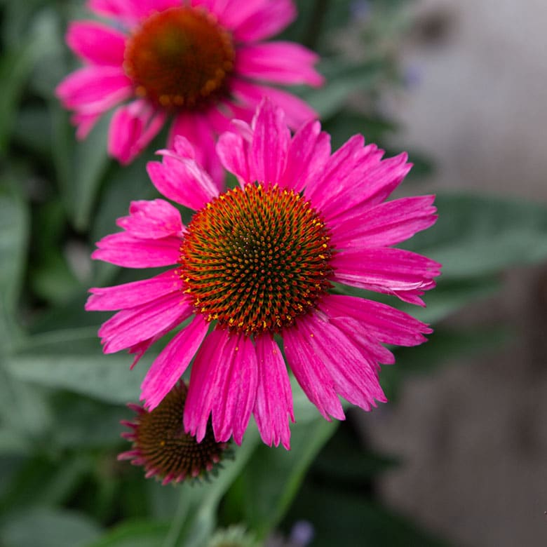 Echinacea purpurea ’Alba’
