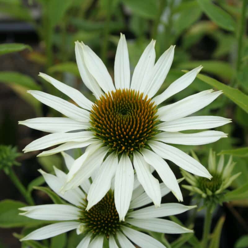Echinacea purpurea 'White Swan'