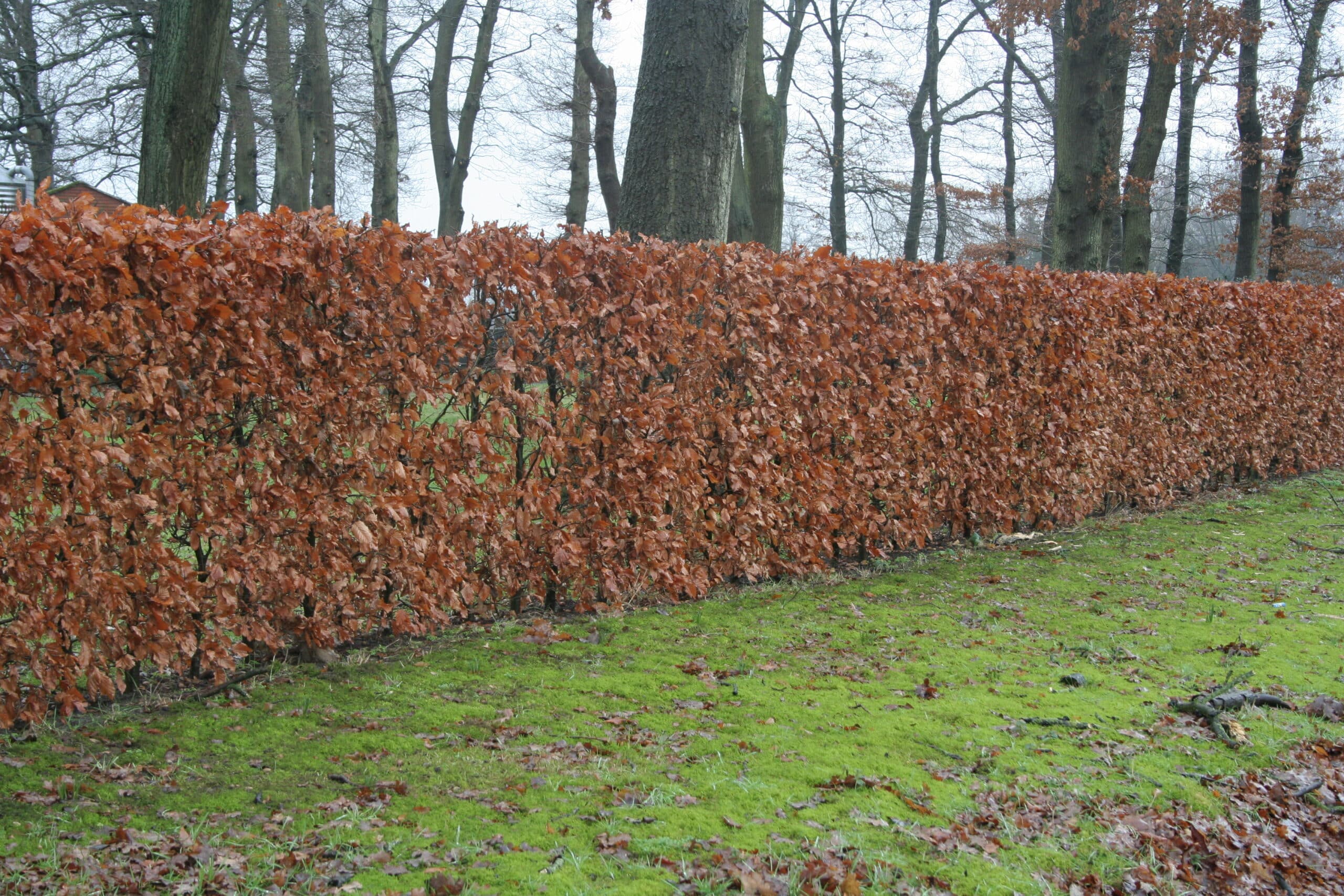 Fagus sylvatica - Bild 3