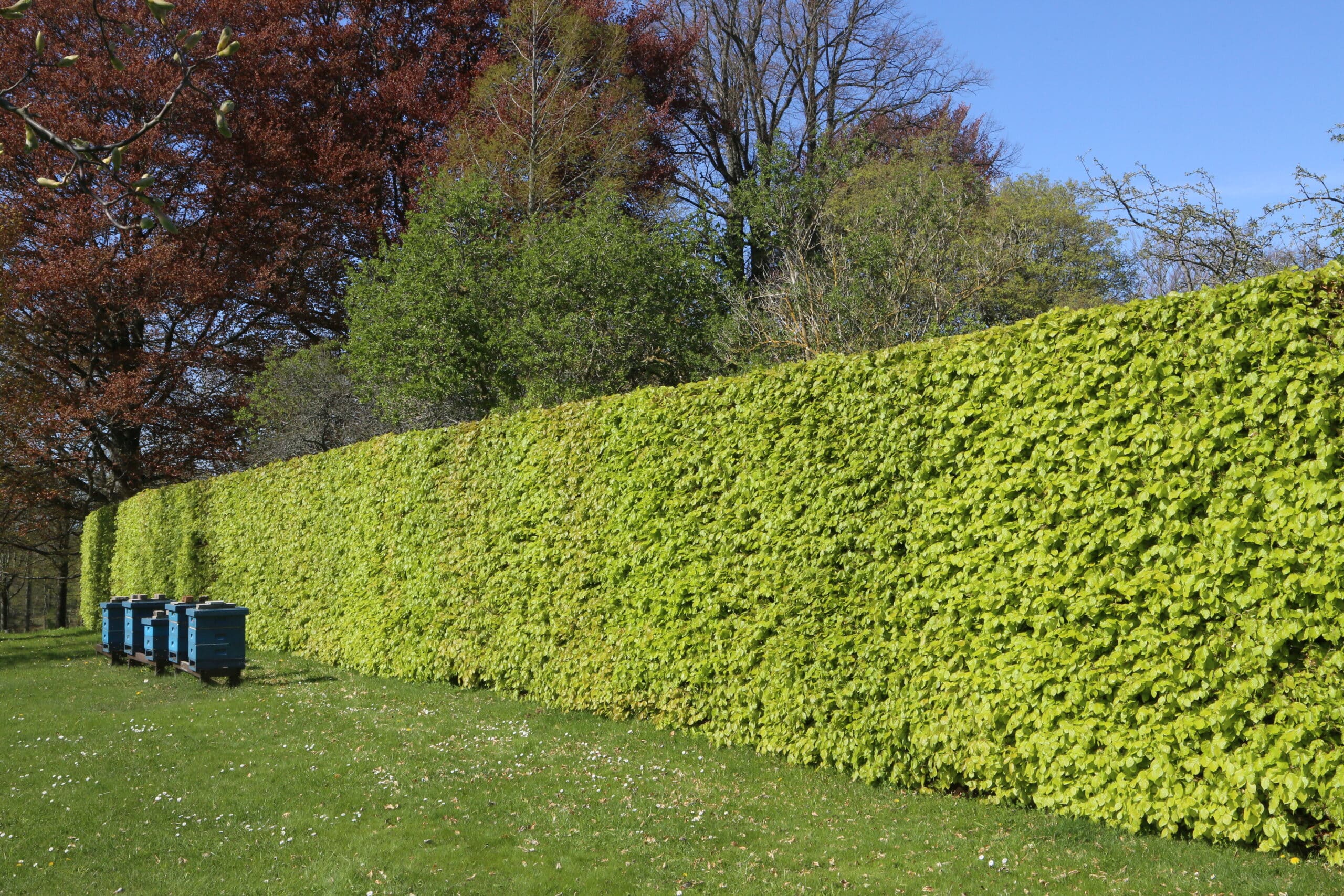 Fagus sylvatica
