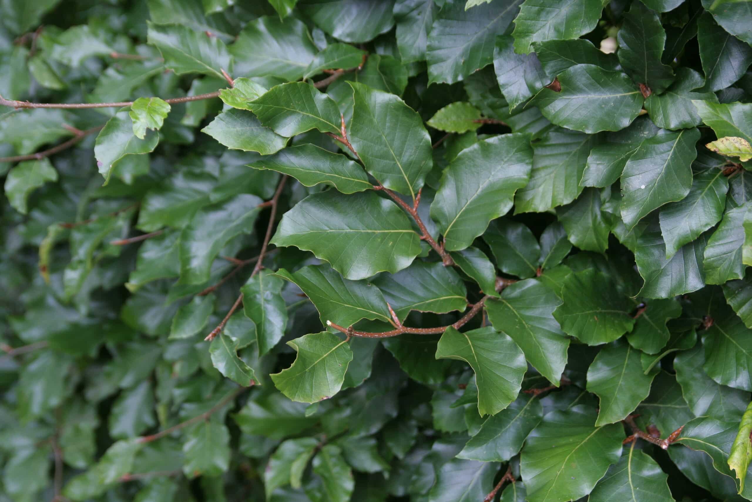 Fagus sylvatica