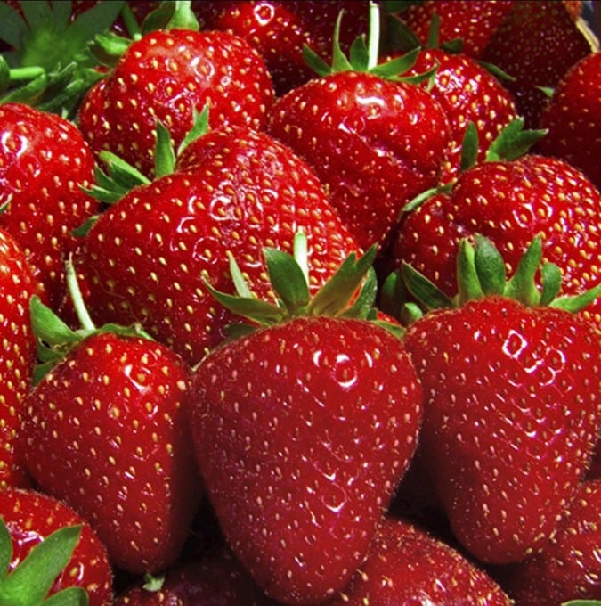 Fragaria x ananassa Florence