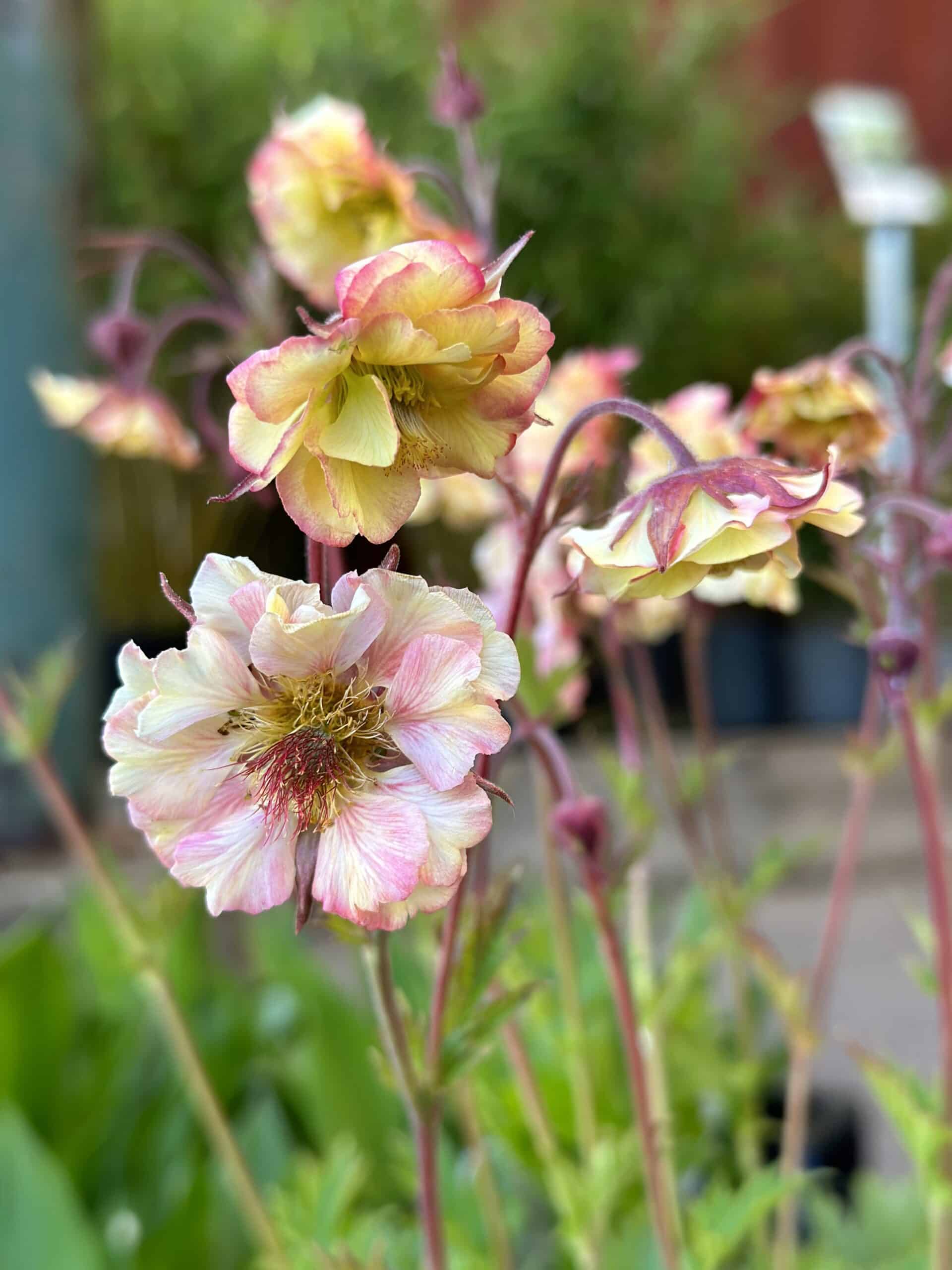 Pretticoats Peach’