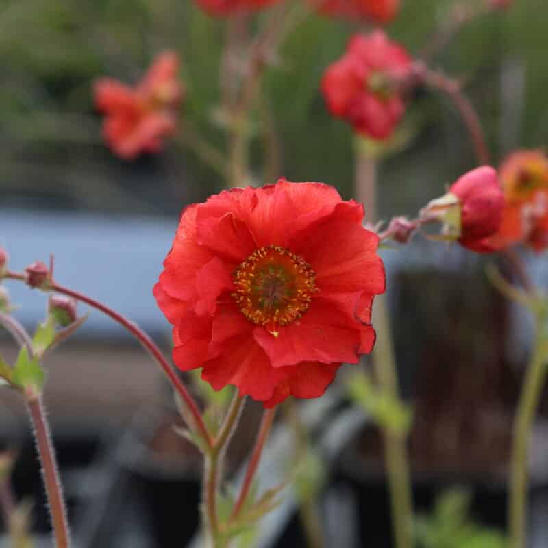 Geum 'Scarlet Tempest'