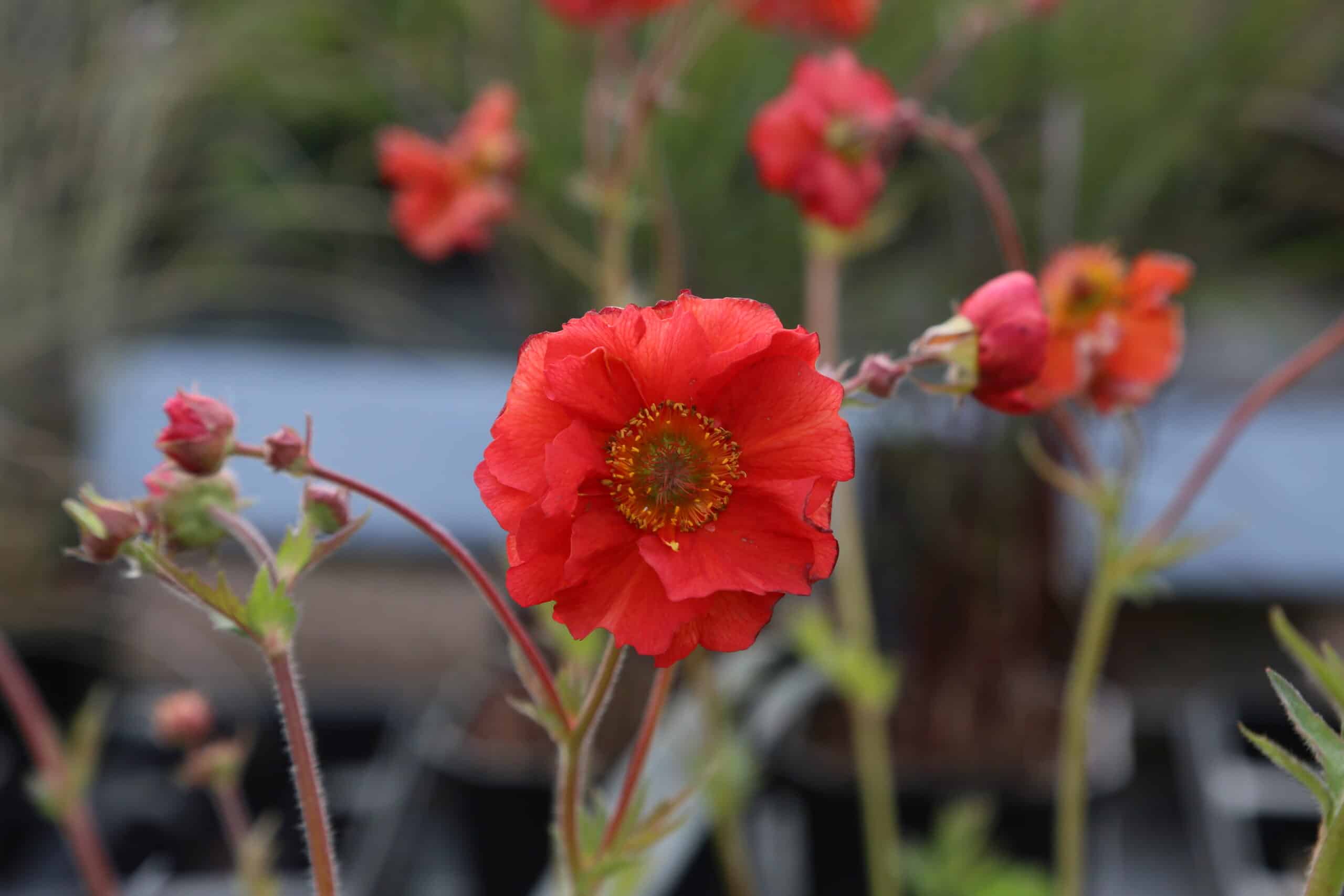Geum 'Scarlet Tempest'